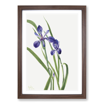 Iris by Mary Vaux Walcott - Picture Frame Painting