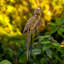 Edmiston Gold Parrot Figurine Sculpture - Realistic Exotic Animal Ornament, Hand Finished Resin Accent for Home Décor