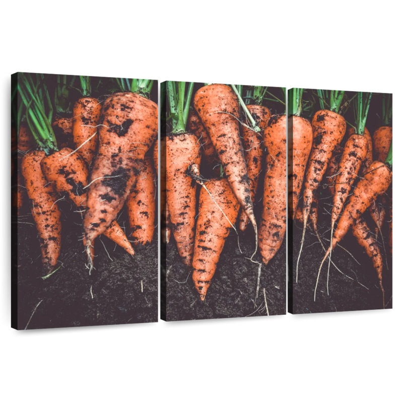 Récolte de carottes Yarlin, H 48 po x l 74 po