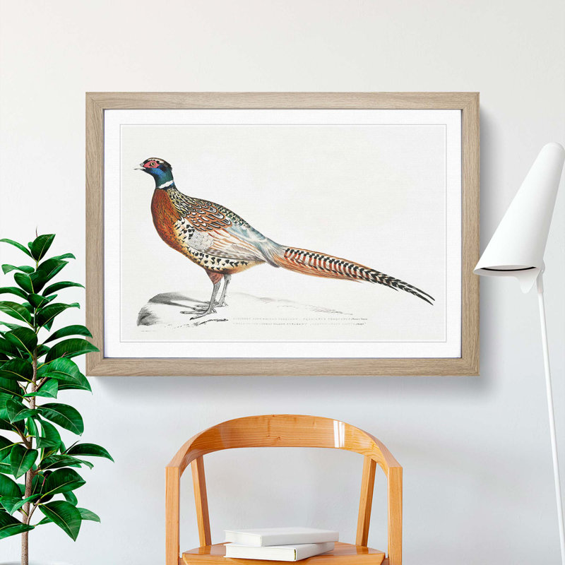Pheasant Illustrations by John Edward Gray - Picture Frame Painting Print, Oak Framed, 48cm H x 65cm W x 2cm D