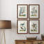 «Pastel Birds I», ensemble de 4 reproductions de cadres photo-1266957737-1266957731
