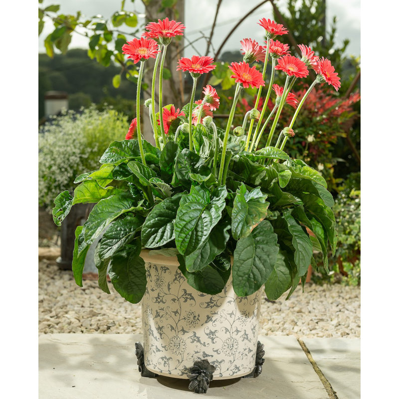 Pieds de jardinière abeille couleur bronze dans une boîte cadeau