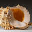 Genuine Murex Shell (1.7 Lbs)