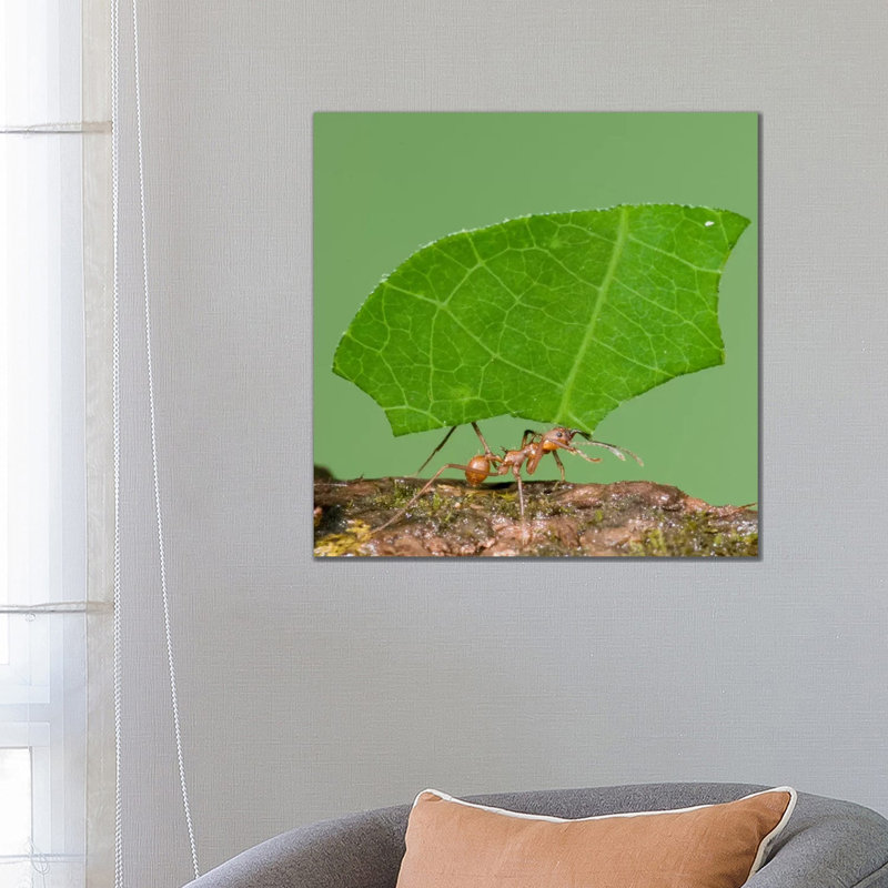 Leafcutter Ant Carrying Leaf, Costa Rica III by Steve Gettle - Wrapped Canvas Print, 66.04 cm H x 66.04 cm W x 1.91 cm D