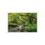 «Fairytale Forest» par Adam Burton - reproduction de photo-293568699-293568702-293568695