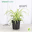 Live Spider Plant