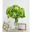 Grand hortensias verts dans un vase