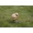 Animals Weather Resistant Water Resistant UV Resistant Polyresin Garden Statue