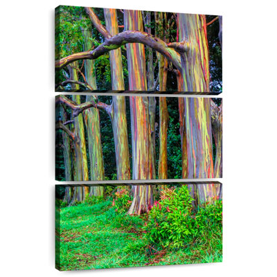 Maui Rainbow Eucalyptus Trees