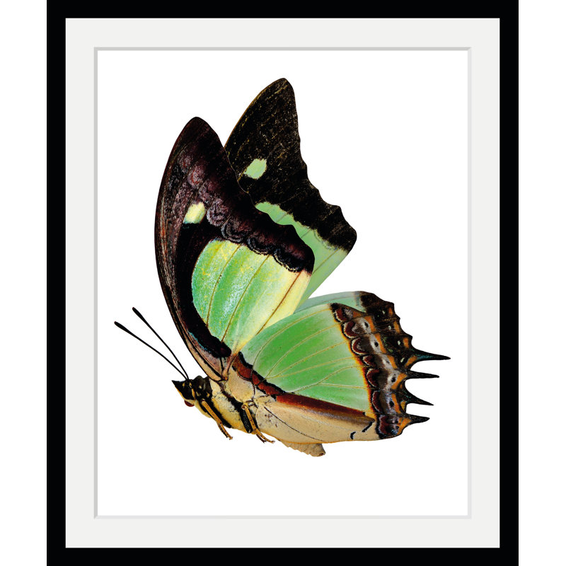 Butterfly - Single Picture Frame Print
