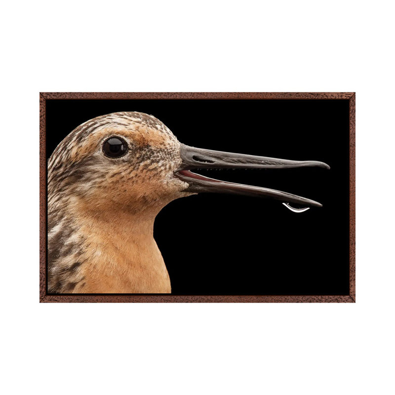A Knot A Bird Species In Rapid Population Decline, Brown, 66.04 cm H x 101.6 cm W