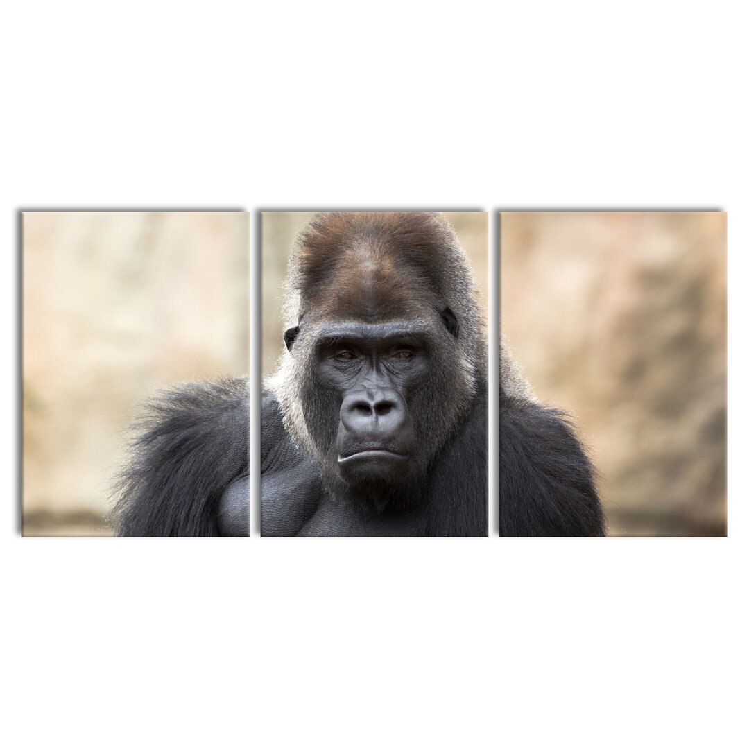 3-tlg. Leinwandbilder-Set Gelangweilter Gorilla