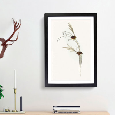 Emu Wrens by Elizabeth Gould - Picture Frame Painting Print