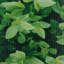 Maniscalco 3500 cm W-1031116724-1031115874-1031136166
