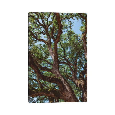 Texas Cottonwood by Bethany Young - Print on Canvas