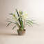 Cymbidium Floral Arrangement in Pot-2009286511