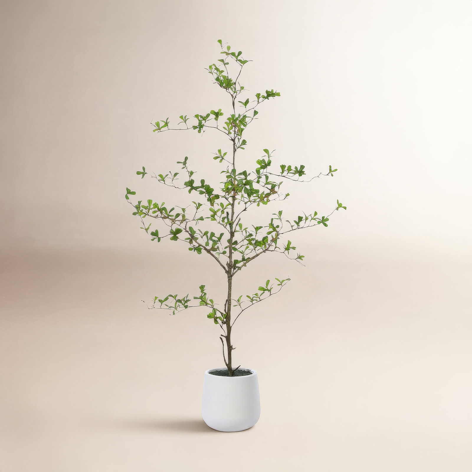 George Olive Tree in Pot, 60" H x 20" W x 20" D
