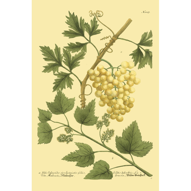Grapes II 1 Piece Wrapped Canvas Painting, 30cm H x 20cm W x 3.8cm D