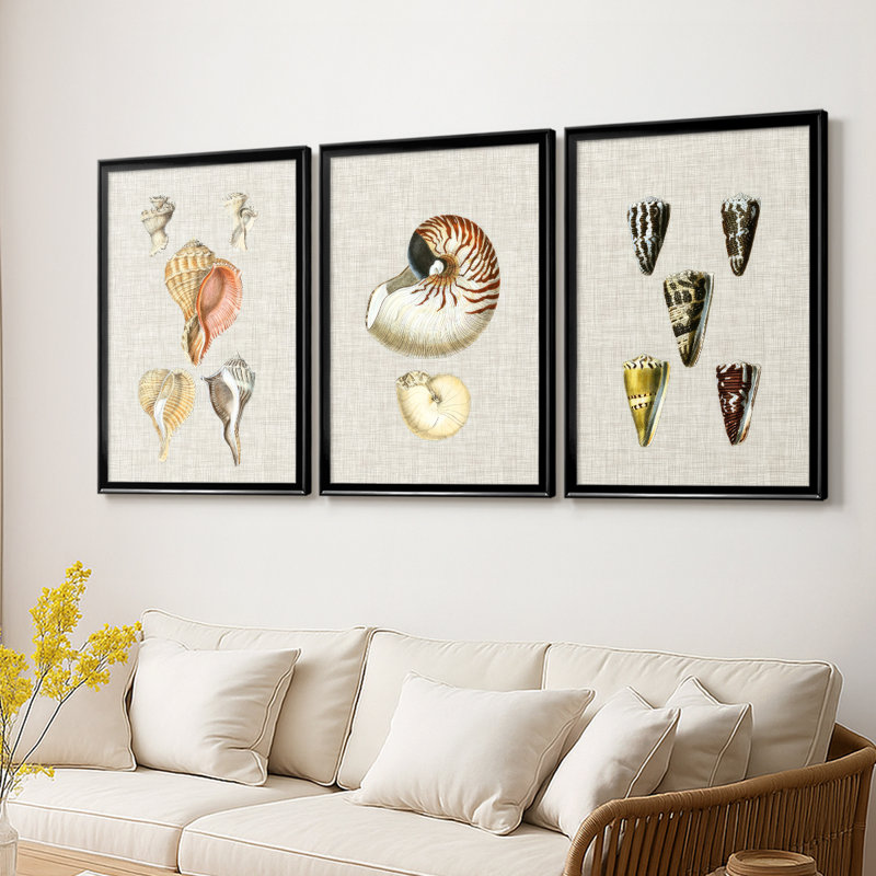 Coquilles antiques sur toile de lin VI - Toile tendue avec châssis sur mesure - 3 pièces, Noir, H 19 po x l 27 po