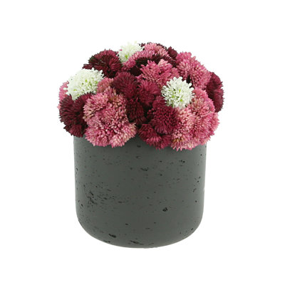 Succulent Arrangement in Vase