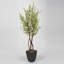 Faux Star Leaf Tree Tree in Metal Planter