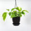 Live Golden Pothos Plant in Hanging Pot