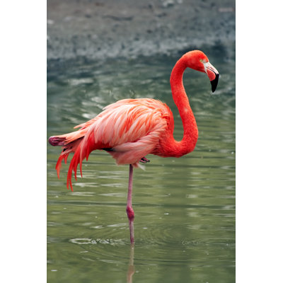 Flamingo by Gimbat - Wrapped Canvas Print