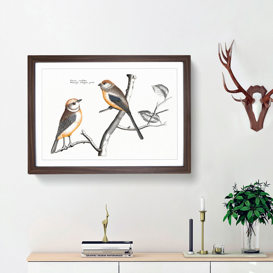 Tail Tit Birds by Johan Teyler - Framed Print