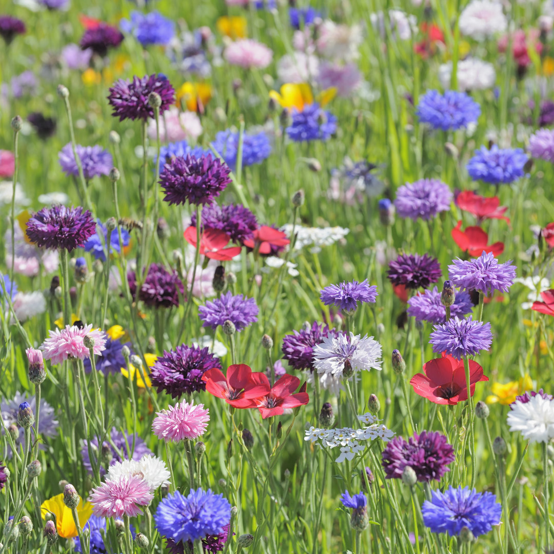 Tamecca Nahaufnahme von Wildblumen - Leinwandfoto im Wickel