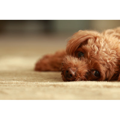 " Toy Poodle " by Kappi