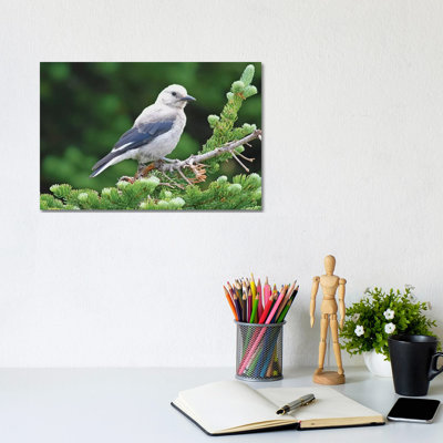 «Clark's Nutcracker» par Brian Wolf - photographie sur toile tendue