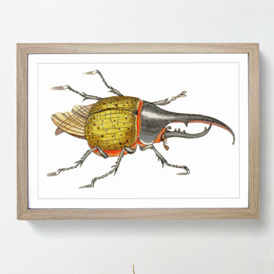 Hercules Beetle by George Shaw - Picture Frame Graphic Art Print