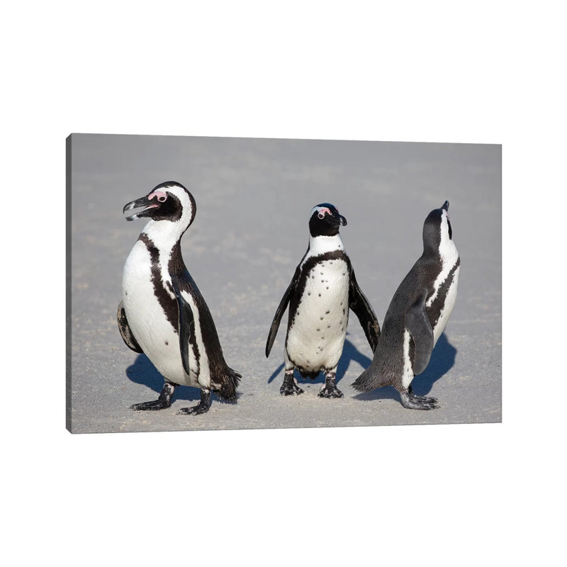 African Penguin Trio by Mogens Trolle - Wrapped Canvas Gallery-Wrapped Canvas Giclée, 101.6 cm H x 66.04 cm W x 1.91 cm D