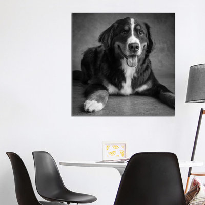 Portrait Of Bernese Mountain Dog - Wrapped Canvas Print