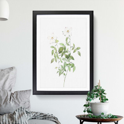 White Blooming Roses by Pierre-Joseph Redoute - Framed Print