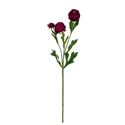 Fleurs de rose bouton d'or persan Audet