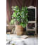 Branche de tige de camellia à feuille-239633955