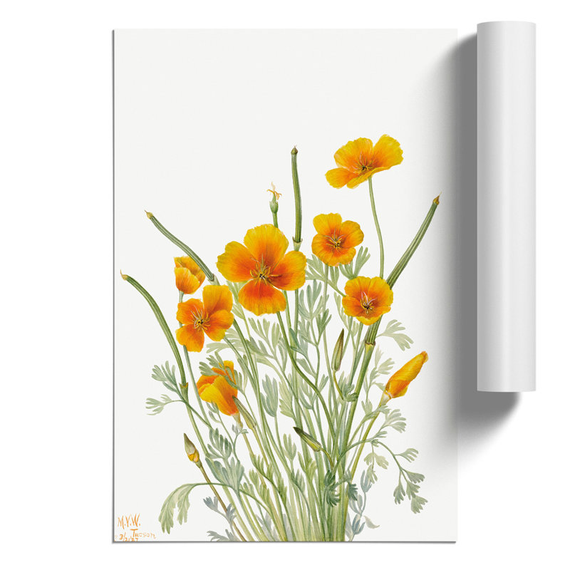 Mexican Poppy - No Frame Print, 30cm H x 21cm W x 0.1cm D