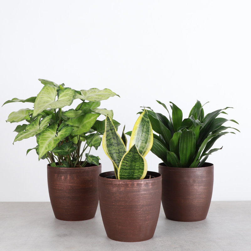 Live Low Light Houseplant Set