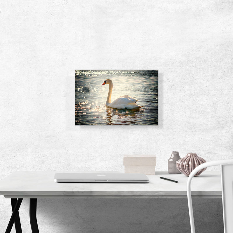 Swan in Lake - Reproduction de photo sur toile tendue, H 12 po x l 18 po x P 0,75 po