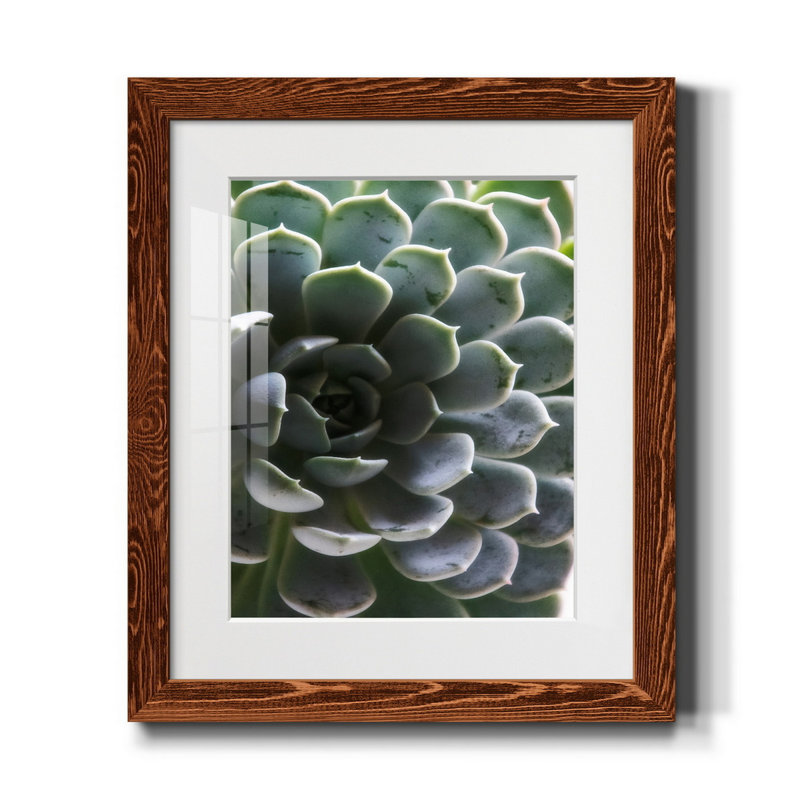 Zen Succulent I - reproduction de photo sur papier encadrée, H 24 po x l 18 po x P 1,5 po, Érable