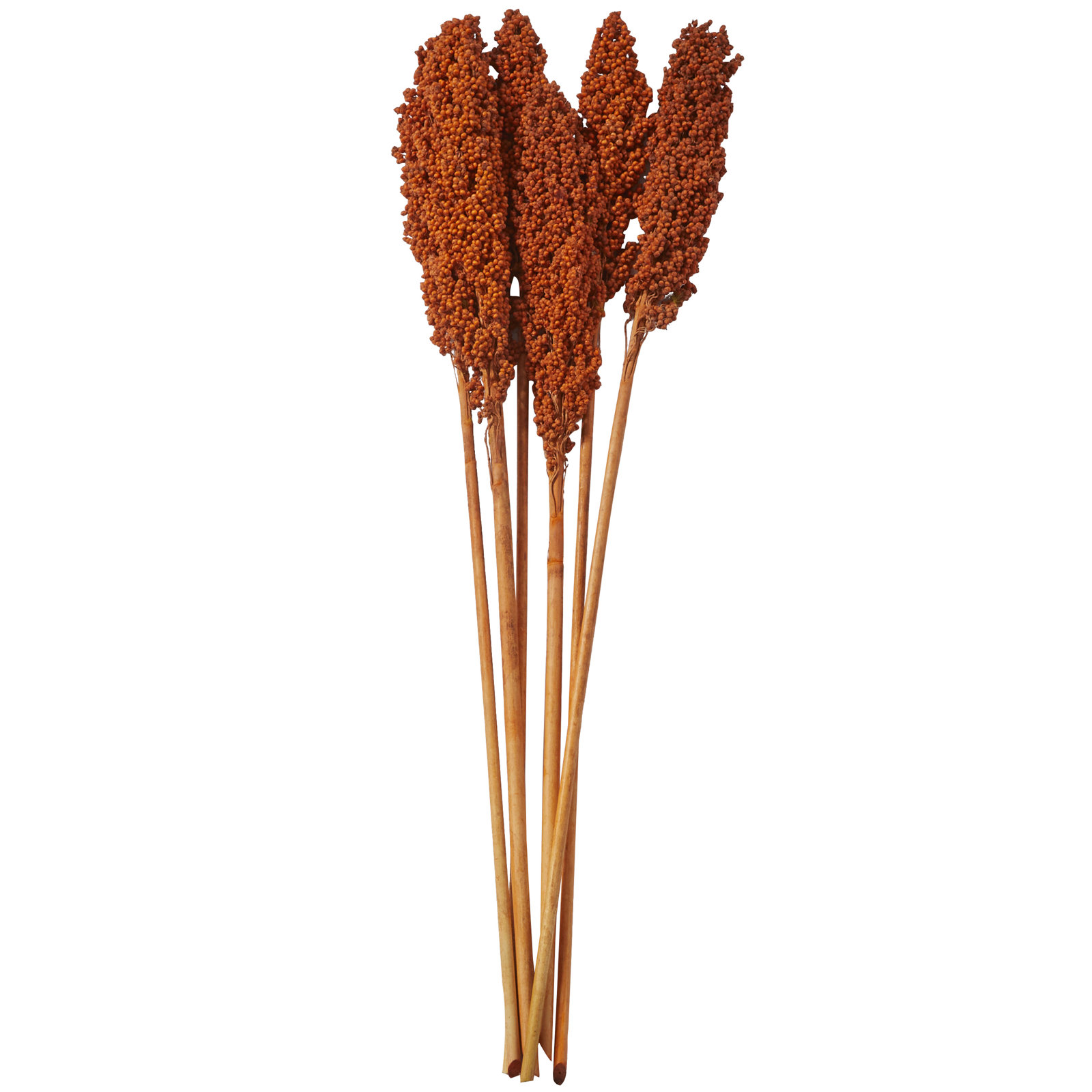 Clerkin Botanical Stems, Orange