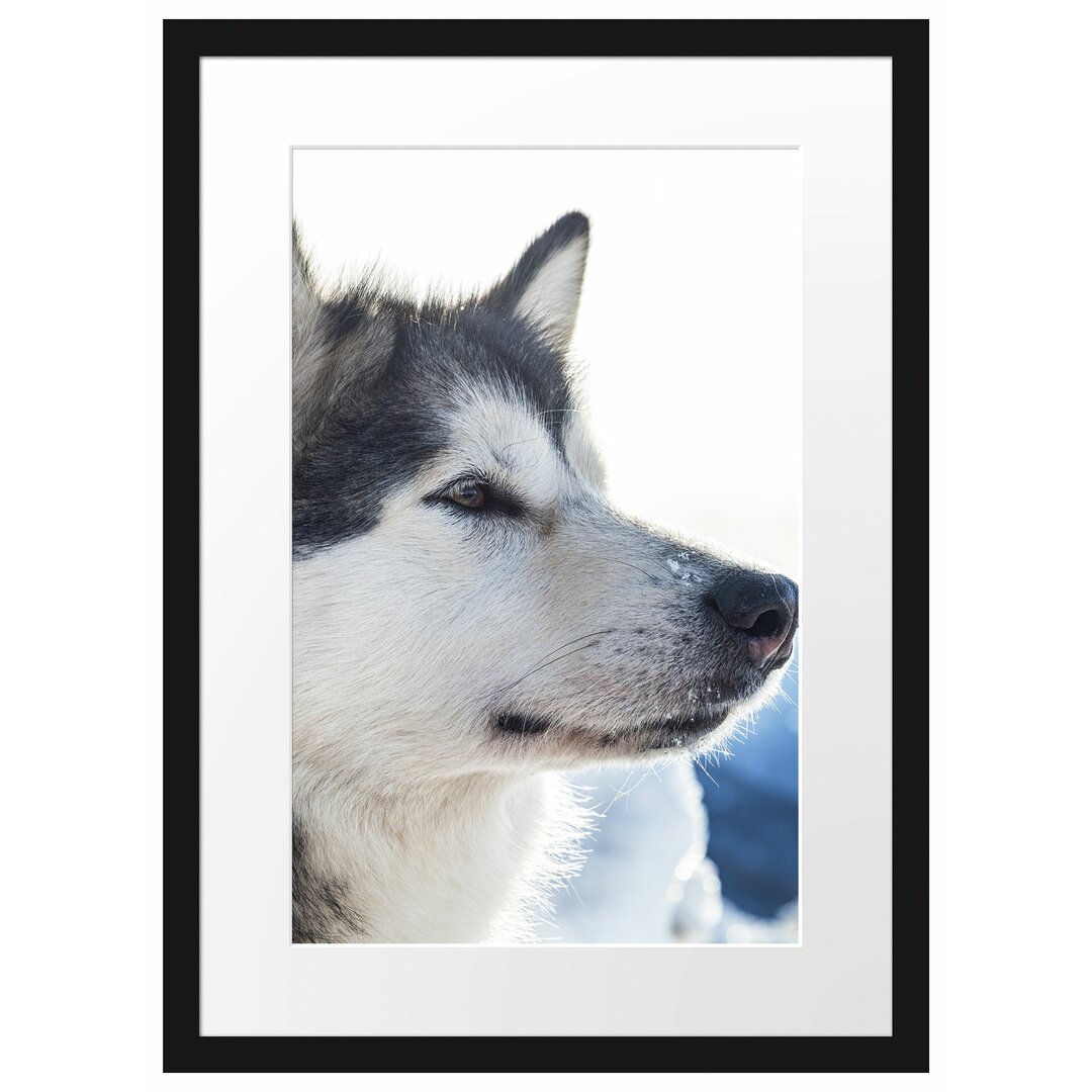 Gerahmtes Poster Husky im Schnee