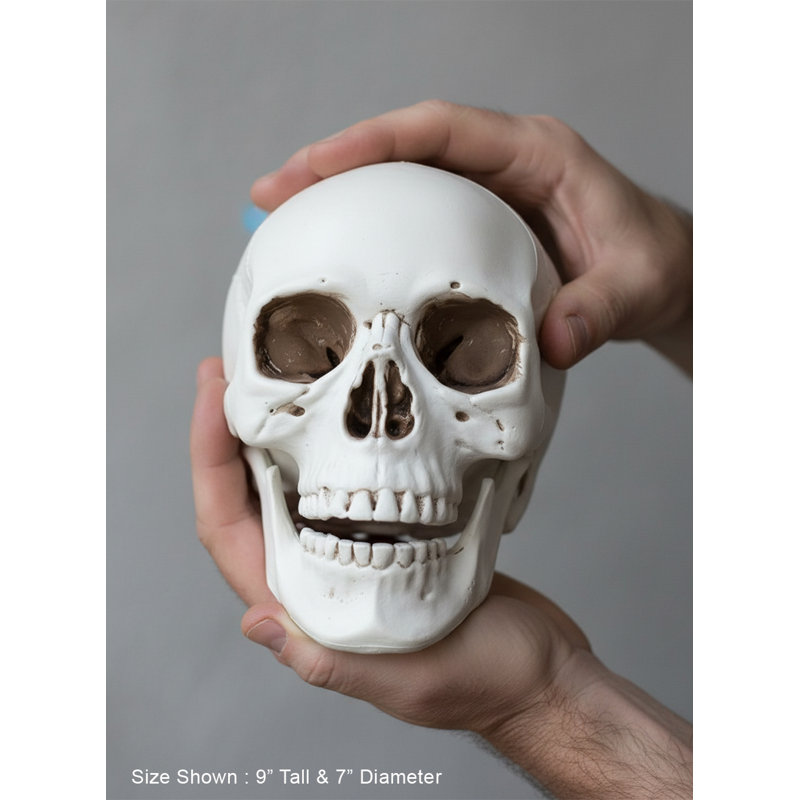  Décoration de crâne en plastique - Figurine de crâne réaliste pour Halloween, décor de maison gothique et présentation de fête à thème - plateau de table, tablette, manteau de cheminée, 7 po de largeur et 9 po de hauteur
