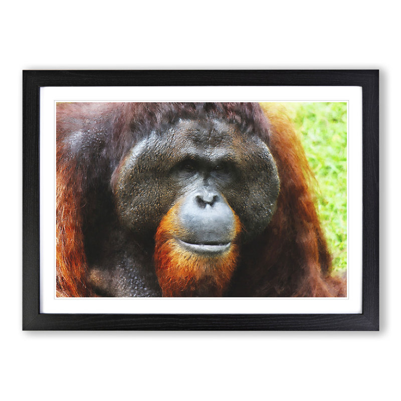 Orangutan Monkey Vol.1 - Framed Print, 27cm H x 36cm W x 2cm D, Black Framed