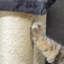 59cm H Cat Tree