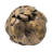 Ishmaiah 14" Teak Root Sphere Accent Decor