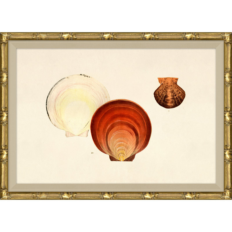 Malacology Study, Plate III