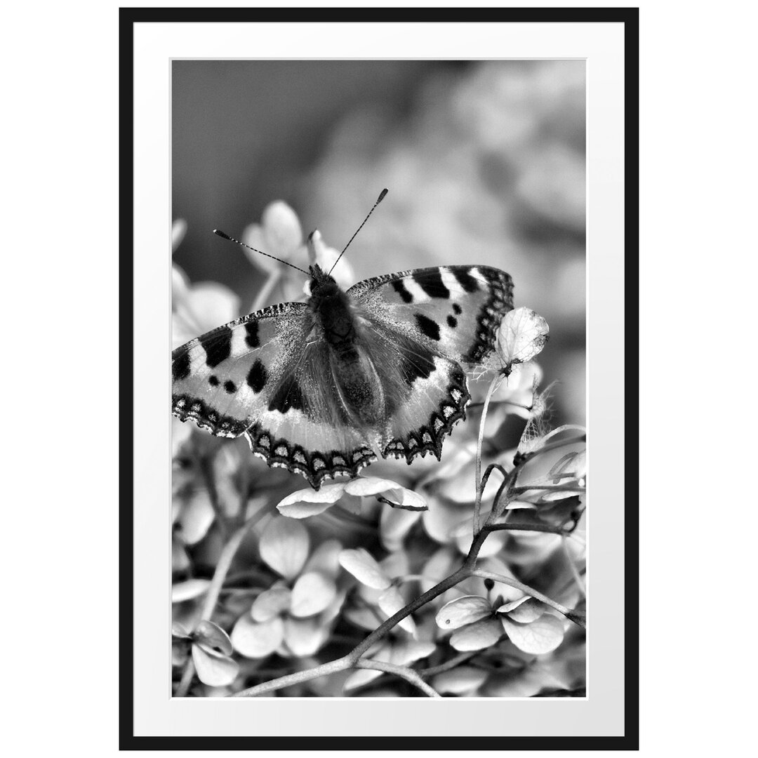 Gerahmtes Poster Schmetterling auf weißen Blüten