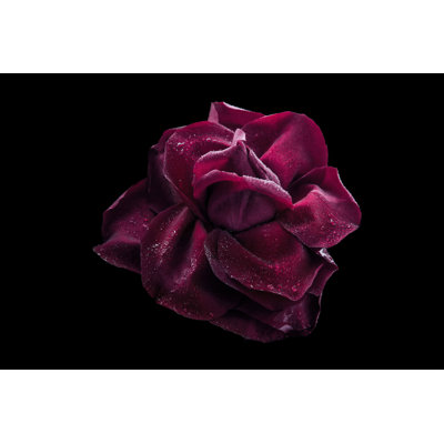 Dark Red Rose - Wrapped Canvas Print